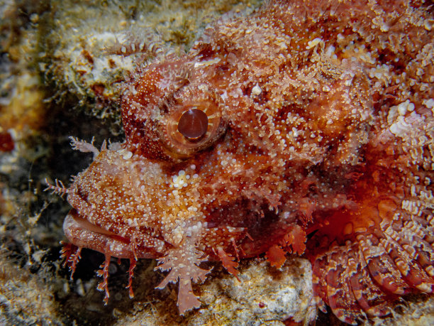 pterois