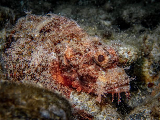 pterois