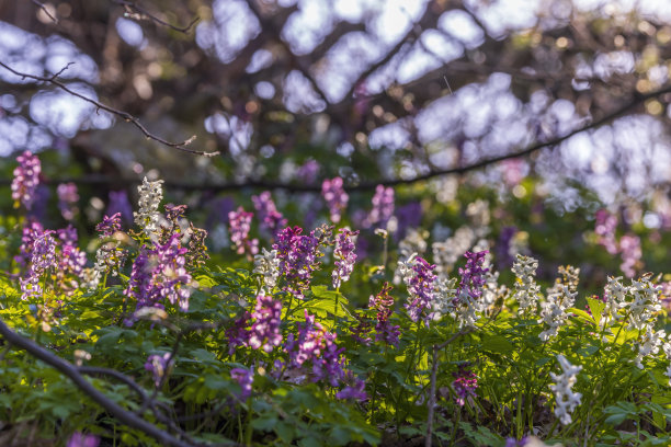 corydalis