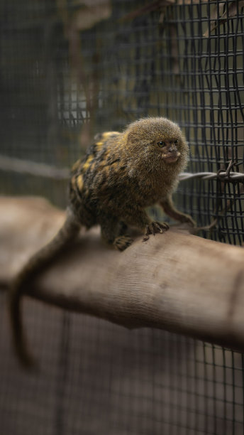 marmoset