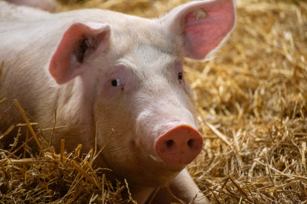 piggy