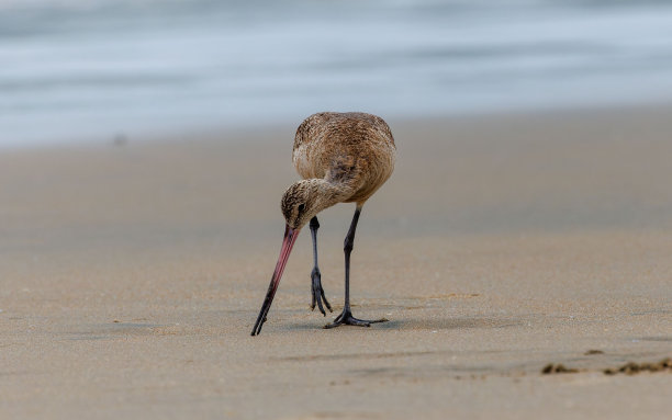 limosa