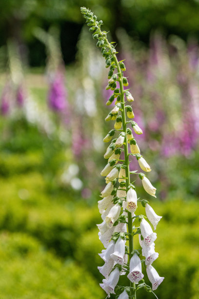 digitalis