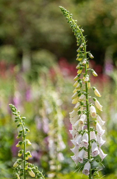 digitalis