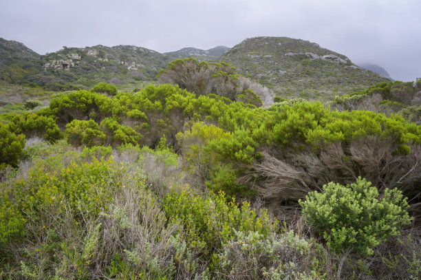 bushveld