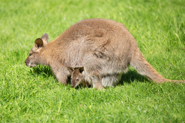 wallaroo