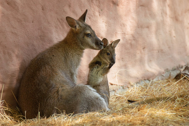 wallaroo
