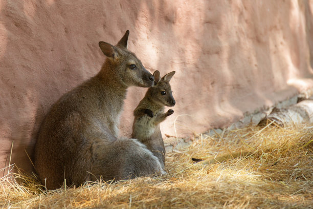 wallaroo