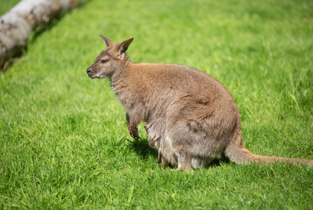 wallaroo