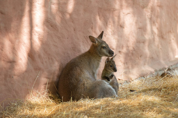 wallaroo