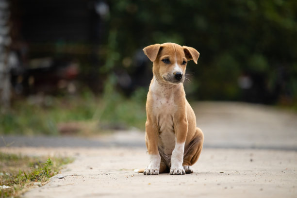 stray