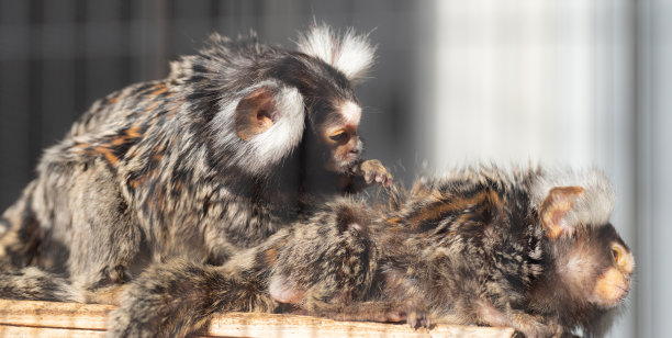 marmoset
