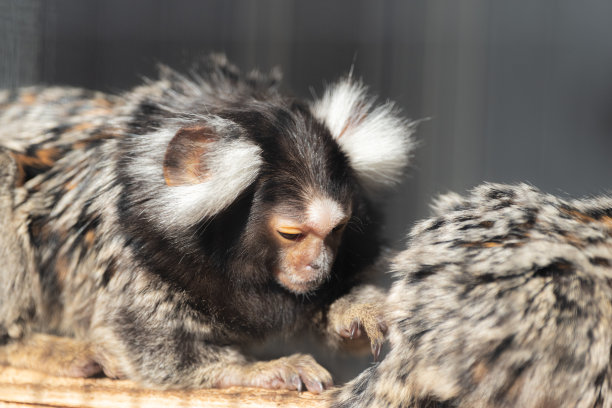 marmoset