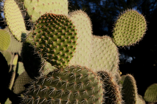 cholla