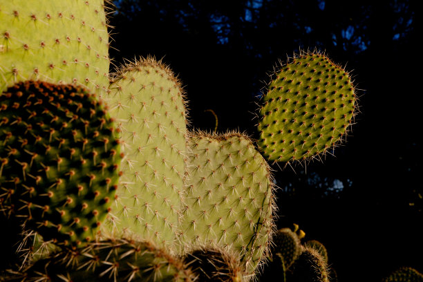 cholla