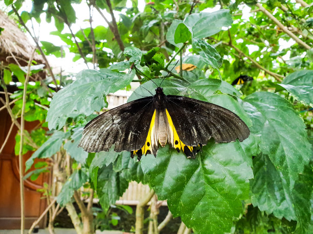 ornithoptera