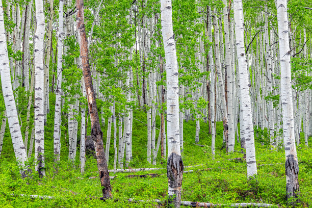 aspen