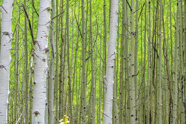 aspen