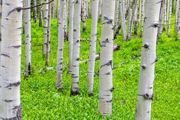 aspen