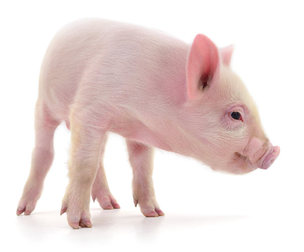 pig