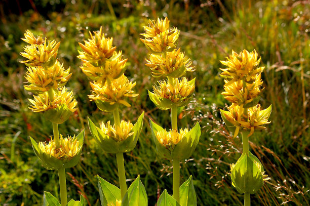 gentian