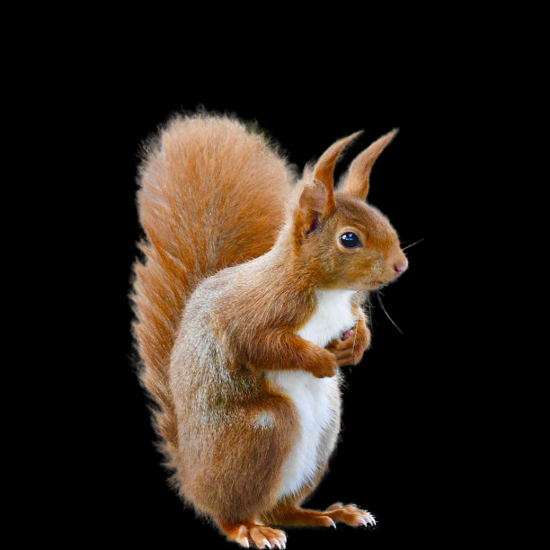 squirrel