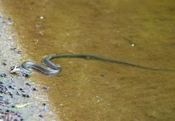 natrix