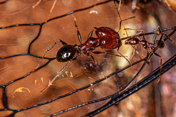arthropod