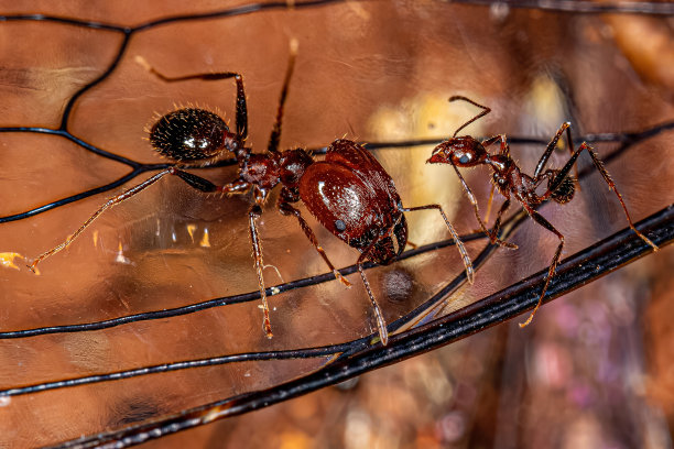 arthropod