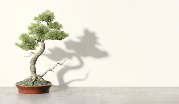 bonsai