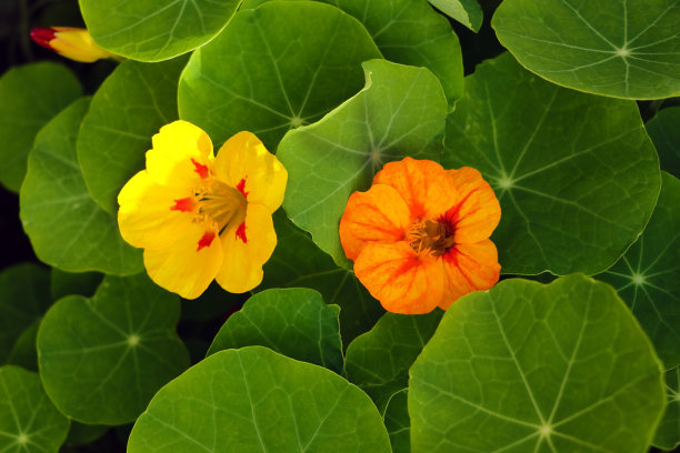 nasturtium