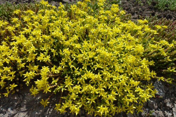 sedum