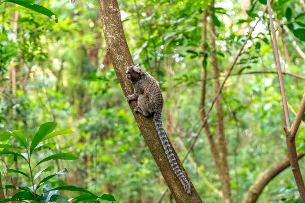 marmoset