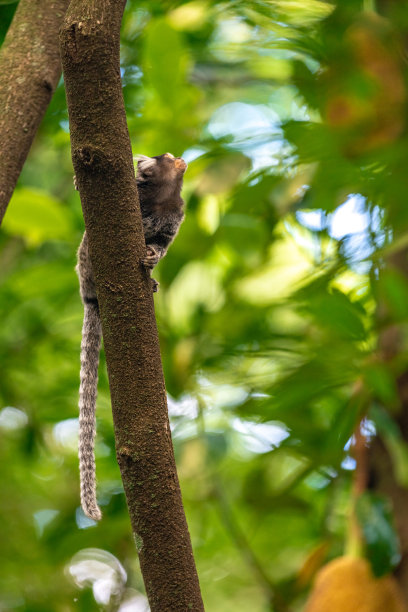 marmoset