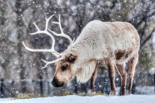 reindeer