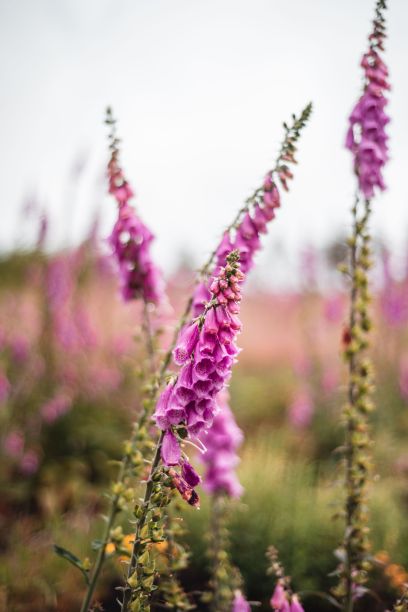 digitalis