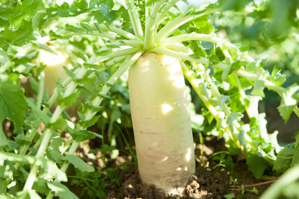 radishes