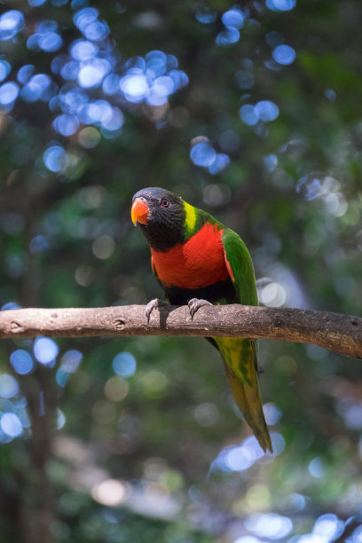 lorikeet