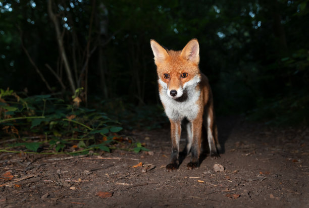 fox