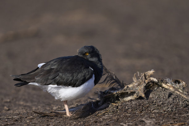 haematopus
