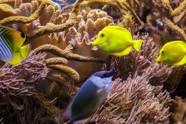 rabbitfish