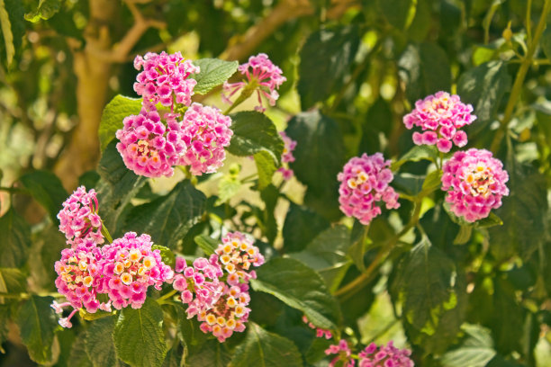 lantana