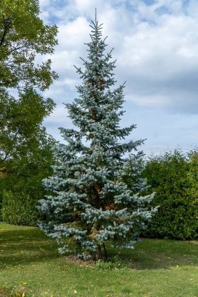 spruce