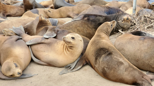 colony