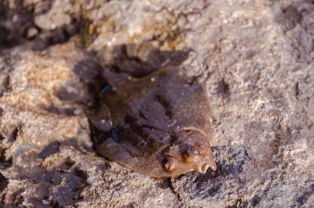 plaice