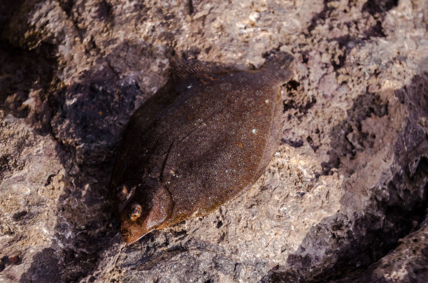 plaice