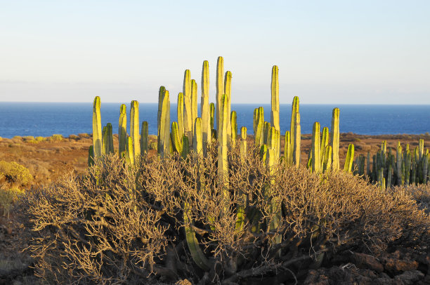 ocotillo