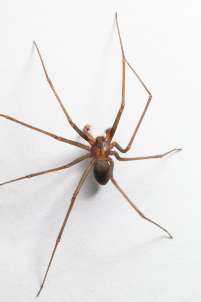 arachnid