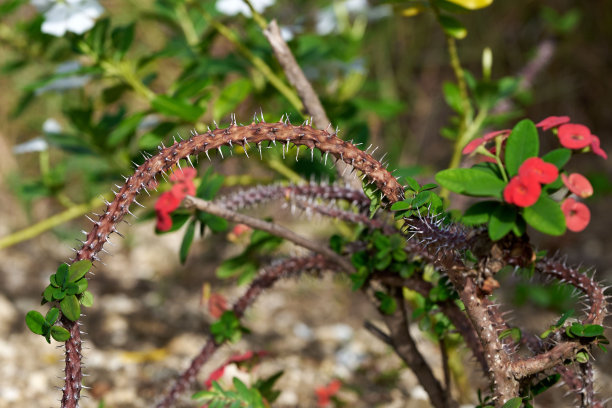 prickly
