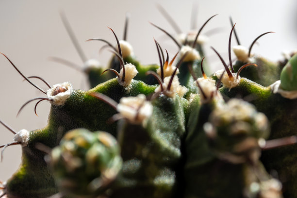 gymnocalycium